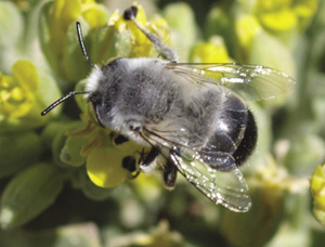 Photograph of Anthophora on Physaria newberryi.