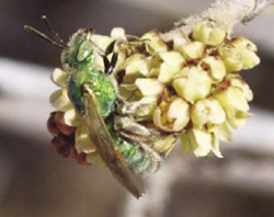 Photograph of Halictid bee on skunkbush sumac (Rhus trilobata).