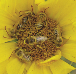 Photograph of a sleeping cluster of long-horned bees on Helianthus petiolaris.