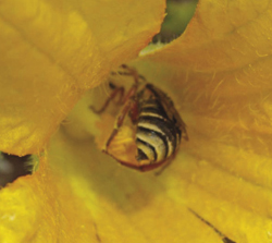 Photograph of squash bee (Peponapis sp.).