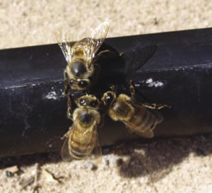 Photograph of honeybees drinking at drip-irrigation tape.