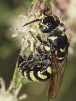 Photograph of a predatory wasp