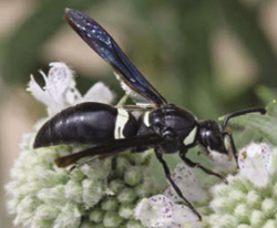 Photograph of a predatory wasp