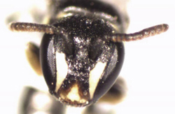 Photograph of Hylaeus sp.