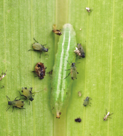 Alfalfa Weevil Control Options in New Mexico  New Mexico State University  - BE BOLD. Shape the Future.