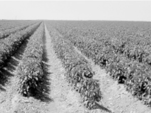 Photo of a field of chile.