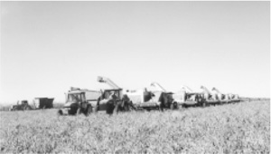 Photo of a line of crop harvesters.