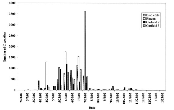 Bar graph showing numbers of adult Circulifer tenellus caught on yellow sticky traps from the margins of four chile fields in Doña Ana County in 2001.