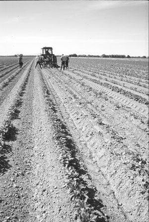 Photo of rows of crops being machine harvested. 