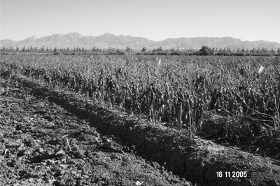 Photo of rubber-finger picker test plot after frost. Note upright plant habit and high pod set. Open-helix test plot is plowed under in the foreground. 