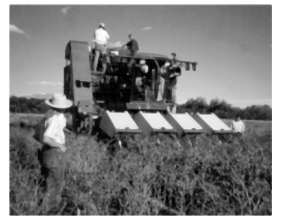 Photograph of Peter Piper pepper harvester, manufactured by McClendon Pepper Co., Tulia, Texas, used to harvest chile for this trial. 