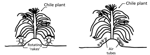 Illustration of methods for lifting chiles up before entering the harvester.  