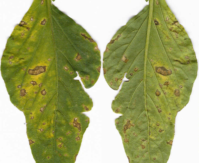 This short guide is intended to provide chile growers with an understanding of bacterial leaf spot