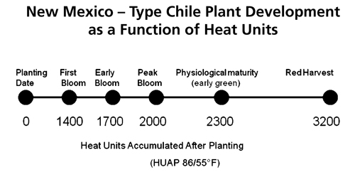 Graph of basic phenological guideline for irrigated New Mexico-type chiles. 