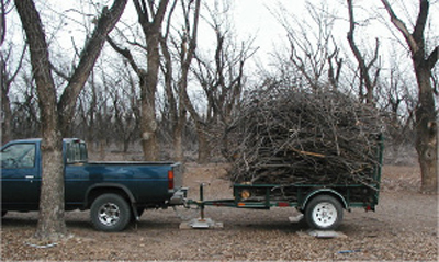 Fig. 1: Photograph of a trailer being weighed. The trailer contains pruning residues from a 60 ft x 60 ft area of a pecan orchard. 