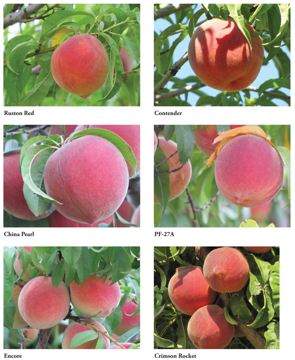 Photos of peach cultivar fruit and tree varieties.