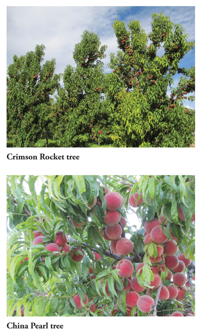 Photos of peach cultivar fruit and tree varieties.