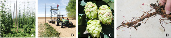 Photos of a hop yard in Yakima, WA; raining hop bines at the NMSU-ASC Farmington, NM; hop cones (strobiles), which produce bittering and aromatic compounds; and hop rhizomes used to clonally propagate or multiply hop yards of uniform planting blocks.