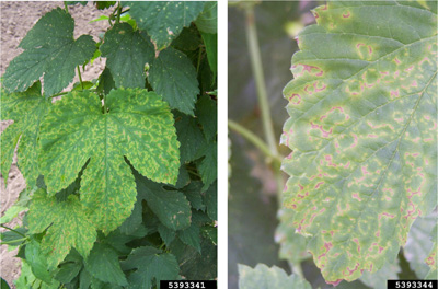 Photo of an apple mosaic virus infection in hops. 
