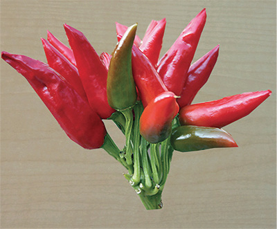 Photograph of ‘NuMex Mirasol’ chiles.