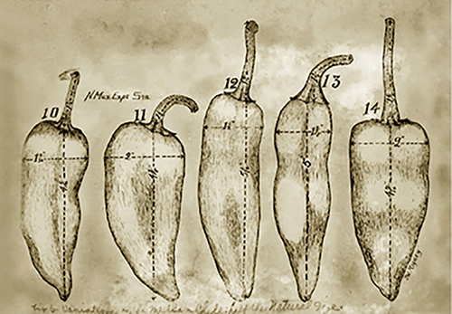 Drawing of several chile varieties.