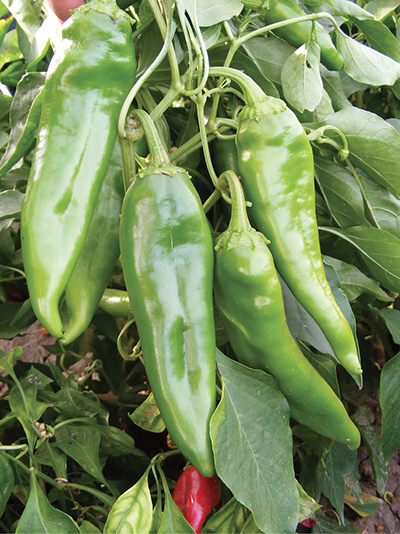 Photograph of ‘New Mexico 6-4’ chiles.