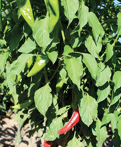 Photograph of ‘Española Improved’ chiles.