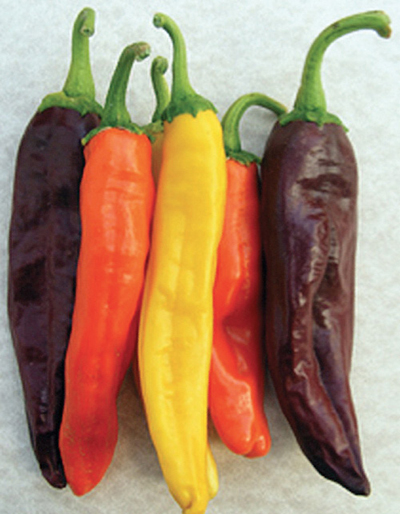 Photograph of ‘NuMex Eclipse,’ ‘NuMex Sunset,’ and ‘NuMex Sunrise’ chiles.