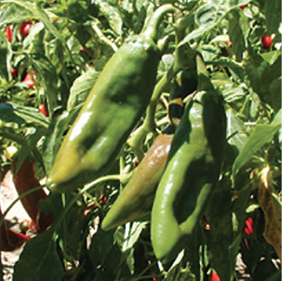 Photograph of ‘NuMex Conquistador’ chiles.