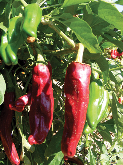 Photograph of ‘NuMex Sweet’ chiles.