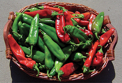 Photograph of ‘NuMex Heritage 6-4’ chiles.