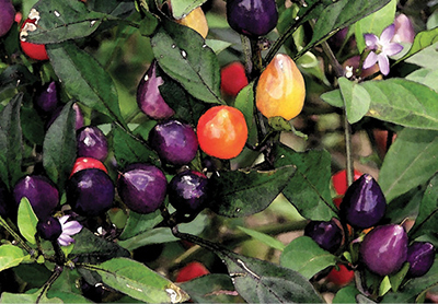 Photograph of ‘NuMex Centennial’ chiles.