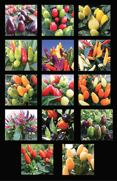 Photograph of NuMex ornamental chile varieties.