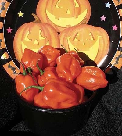 Photograph of ‘NuMex Trick-or-Treat’ habanero chiles.