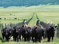 photo of a cattle drive