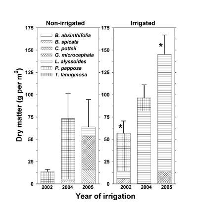 Figure 2 frames of the non-irrigated and irrigated plots harvested on October 4, 2002; October 21, 2004; and October 26, 2005. The grams per m 2 values multiplied by 7.8 provide kg dry matter per ha corrected for percentage of land area in intershrub spaces that supported the herbaceous vegetation (78% of land area in both non-irrigated and irrigated plots). Bar components (identified in legend) are average dry matter per individual species. Total bar height represents the average + SE for total frame dry matter (all species combined). An asterisk above an irrigated plot average denotes significant difference in total frame dry matter from the non-irrigated plot average within same year by two-sample t-test at P 0.05.