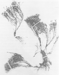 Fig. 1a: Photograph of herbarium specimen #567 from Nara Visa, NM, collected in 1907.