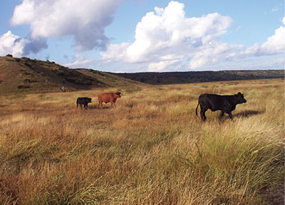Photograph of cattle on rangeland.