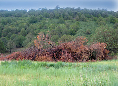 Photograph of a large pile of dead pine wood against a backdrop of lush, green pinyon-juniper woodland.