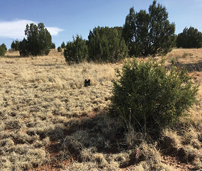 Photograph of pinyon-juniper trees on rangeland.