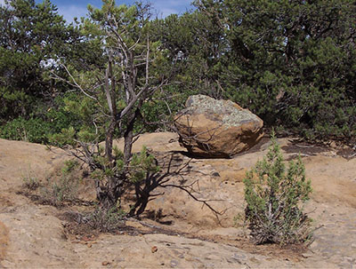 Photograph of two small pine species growing on rocks.